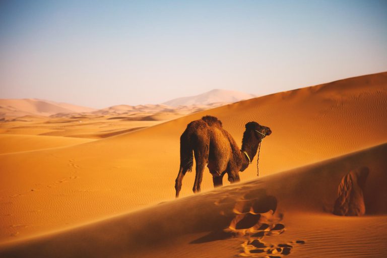 a story of the camel
