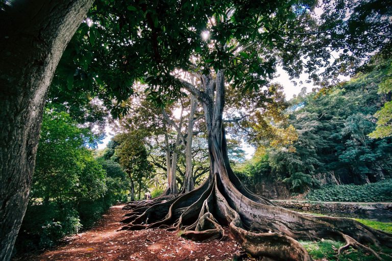 roots and wings