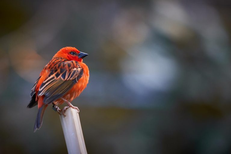 who are you ready for