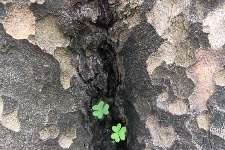 nature vulva